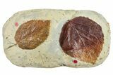 Wide Plate with Two Fossil Leaves (Two Species) - Montana #262703-1